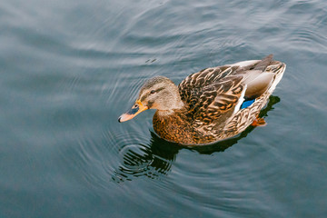 big duck floating on the river