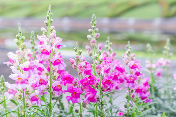 Beautiful flower and green leaf background in flower garden at sunny summer or spring day for postcard. beauty decoration and agriculture idea concept design. Snapdragon flower.