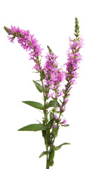 Obraz premium gałąź z kwiatami bzu na białym tle