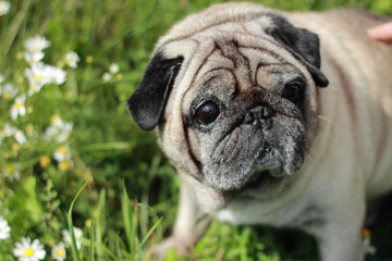 Fototapeta premium Dog Pug sits on the grass