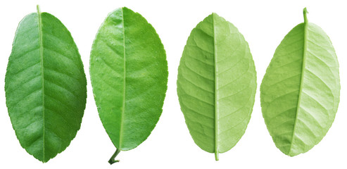 Green cherry leaves on the white background.
