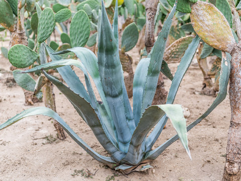 Tequila agava or blue ogava plant.