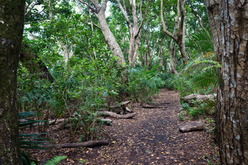 Path through the tropical rain forest in Jozani National Park, Zanzibar island, Tanzania