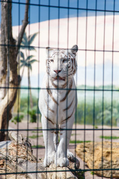 white tiger