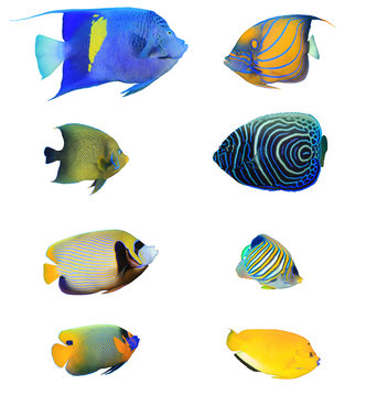 Fototapeta Angelfish of Indian and Pacific Oceans. Tropical fish collection. Arabian, Ringed, Koran, Emperor, Regal, Blue-cheeked and Three-spot Angelfish. Reef fish isolated on white background