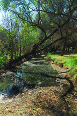 The Soul of the planet