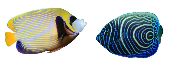 Emperor Angelfish: adult and juvenile fish isolated on white background 