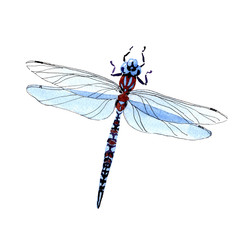 Exotic dragonfly wild insect in a watercolor style isolated. Full name of the insect: dragonfly. Aquarelle wild insect for background, texture, wrapper pattern or tattoo.
