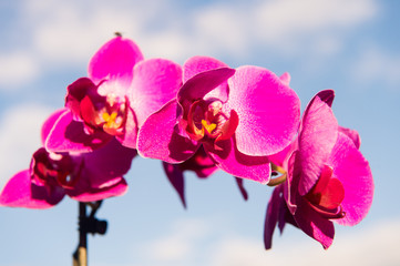 Orchid flower pink on blue sky background