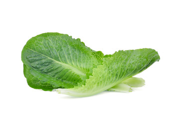 fresh baby cos, green lettuce isolated on white background