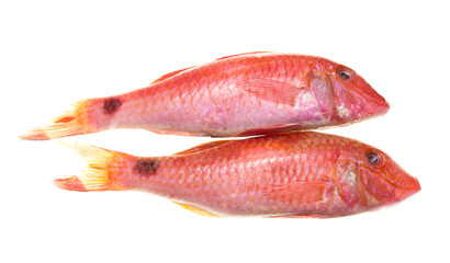 fish of red color on a white background