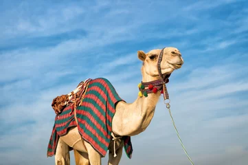 Fotobehang Kameel kameel tegen blauwe lucht