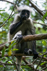 Endangered Zanzibar red colobus monkey (Procolobus kirkii), Jozani forest, Zanzibar island, Tanzania