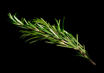 Fresh rosemary leaves isolated on black background cutout