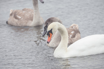 Beautiful swans swim outdoors on a lake