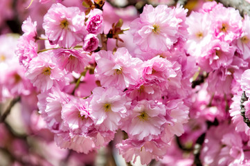 Cherry sakura tree blossoming pink flowers on sunny day
