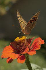 Silver-washed fritillary. The butterfly eats nectar.