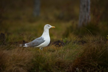 Larus fuscus. Photographed in Finland. Wildlife of Finland. Free nature. Bird in the grass. Karelia. Beautiful image of nature. From bird life. Autumn Finland. Autumn in nature. European wildlife.