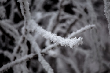 Snowy trees, snowflakes, snow patterns