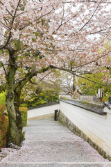 Sakura Flower Blossom Road in Kyoto, Japan