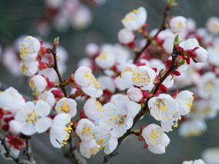 Fototapeta na wymiar White flower of apricot tree with blurred gray background horizontal macro view