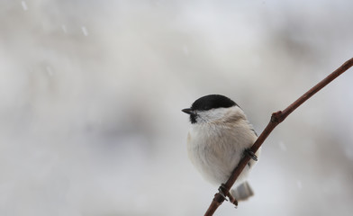 Minimalism. Little bird on a vine branch on blurry gray background ...