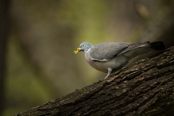Columba palumbus. It occurs almost all over Europe. Wild nature of Czech. Spring nature. From bird life. Free nature. Czech Republic. Bird on the tree.
