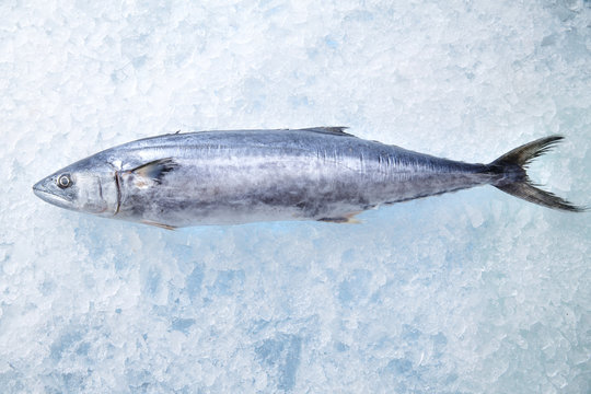 Close-up of pacific saury fish on ice
