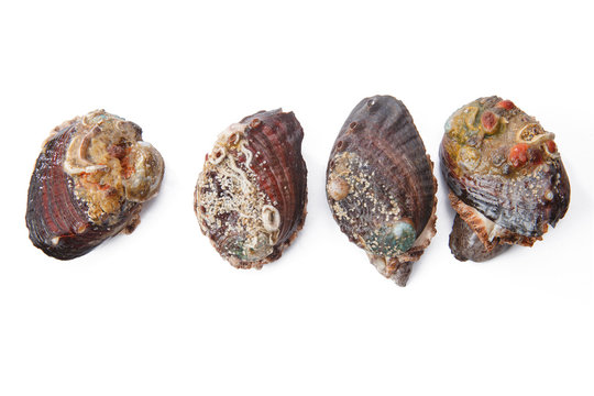 Abalone with seafood