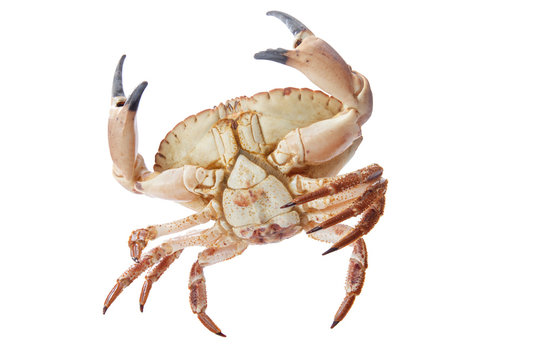 Crab