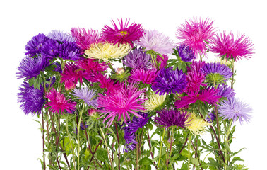 Lush terry autumn asters bloom on the flowerbed