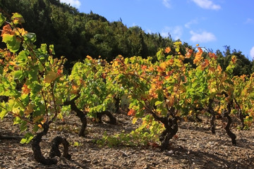 Fototapeta na wymiar Weinanbau im Languedoc, Frankreich
