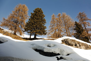 A view of beautiful pine trees and snow covered landscape in the alps switzerland