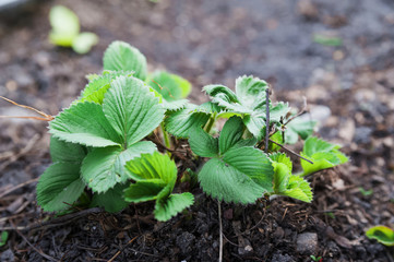 How grows strawberries in the garden in the spring. A young strawberry bush, seedlings, a spring thaw, a garden, a garden.