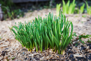 How flowers grow in the garden in the spring. A young bush of spring flowers, seedlings, a spring thaw, a garden, a garden.