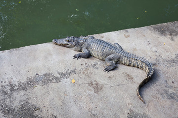 Crocodiles are larger crocodile animals living in connection with water