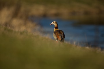 Alopochen aegyptiaca. It comes from Africa. Expanded throughout Europe. The wild nature of the Czech Republic. Free nature. From bird life. Bird on the river and in the grass. Czech Republic. Europe.