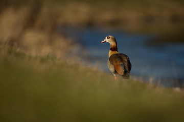 Alopochen aegyptiaca. It comes from Africa. Expanded throughout Europe. The wild nature of the Czech Republic. Free nature. From bird life. Bird on the river and in the grass. Czech Republic. Europe.