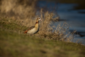 Alopochen aegyptiaca. It comes from Africa. Expanded throughout Europe. The wild nature of the Czech Republic. Free nature. From bird life. Bird on the river and in the grass. Czech Republic. Europe.
