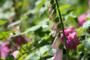 Fingerhut im Landhausgarten