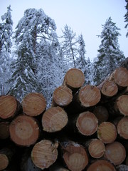logging