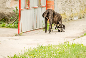 Brindle Bullmastiff walking in front of the entrance gate 