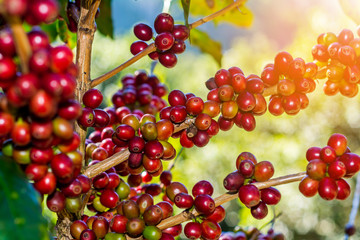 100% Organic Arabica Coffee Beans On Tree In CHIANG RAI, North of Thailand.