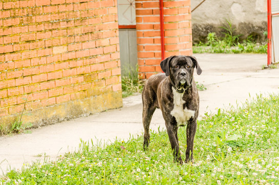 Brindle Bullmastiff walking in front of the entrance gate 
