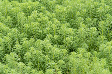 Hydrilla, Hydrilla verticillata (L.f.) Royle green nature abstract background