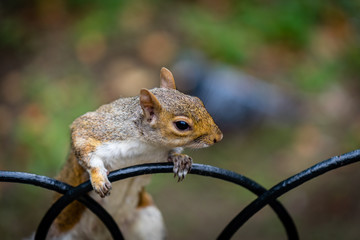 London Hyde Park Squirrel 