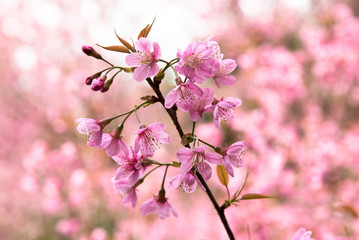 Fototapeta na wymiar Wild Himalayan Cherry (Sakura) or Wild Himalayan tree. Beautiful Pink Flowers in north of Thailand