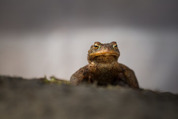 Bufo bufo. Expanded throughout Europe. Asia. Japan. Morocco and Algeria. In Tibet about 3000m. The wild nature of the Czech Republic. Spring nature. From Frog Life. Free nature. European nature. Frog 