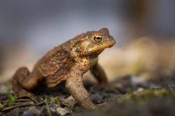 Bufo bufo. Expanded throughout Europe. Asia. Japan. Morocco and Algeria. In Tibet about 3000m. The wild nature of the Czech Republic. Spring nature. From Frog Life. Free nature. European nature. Frog 