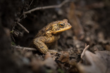 Bufo bufo. Expanded throughout Europe. Asia. Japan. Morocco and Algeria. In Tibet about 3000m. The wild nature of the Czech Republic. Spring nature. From Frog Life. Free nature. European nature. Frog 